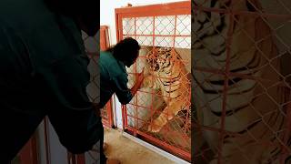 Bengal tiger angry again if you want to see wild animal |Bengaltiger| #zoo #tige