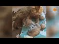 あくびした瞬間に指ズボされた子猫 3【スコティッシュフォールド】 かわいい猫 2019