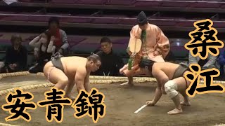 桑江（二子山部屋）VS安青錦 令和6年1月場所7日目#sumo #相撲 #二子山部屋