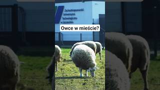 Natural eco mowers 😳💚 #szczecin #nature #owca #owce #bee #sheep #wool #chunk