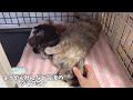 生後９日 寛平期の赤ちゃん猫と甘えん坊のママ猫【ラプ保護物語 15】kittens whose eyes are about to open. 子猫