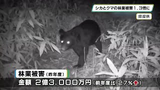 栃木県内シカとクマの林業被害１．３倍に大幅増加　被害金額は２億３０００万円に