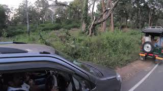 Tiger spotted at gundalpet - masinagudi road