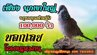 เสียงนกเขาใหญ่ โคตรหมาน ใช้งานใด้จริง [ ฮาร์ท นกเขาใหญ่ ]