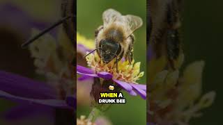 BEES GETTING DRUNK FROM FLOWERS AND BEING BEATEN!