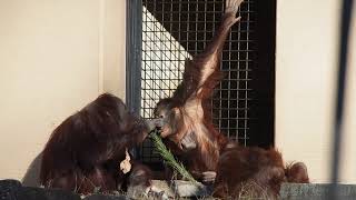 ジュリーさんの顔面に松を当てちゃったリキちゃん🌿 多摩動物公園 ボルネオオランウータン