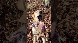 The best ACTION photos😂 #dog #funny #goldenretriever