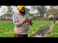 ਮਲਚਿੰਗ ਵਾਲੀ ਕਣਕ । mulching wheat punjab kisan tv