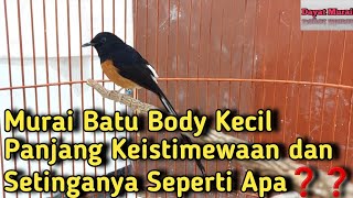 MURAI BATU BODY KECIL PANJANG KEISTIMEWAAN SETINGANYA GIMANA❓️