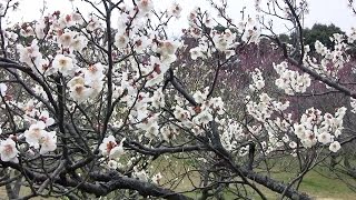 大阪･枚方 3月 山田池公園梅林 Plum blossoms in Yamadaike Park, Osaka(2011-03)