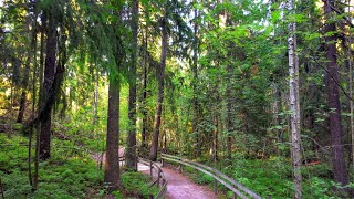 Helsinki Kivinokka Nature Trail \u0026 Vanhankaupunkibay(Fly Through Typical Finnish Forest)Aug 2022