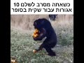 כשאתה מסרב לשלם 10 אגורות עבור שקית בסופר