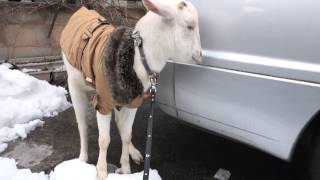 雪の中どうしても外に出たくないミニヤギ