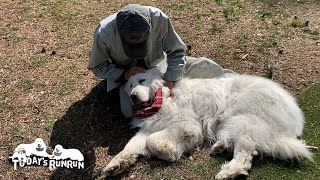 軽トラさんが寄ってくれたのでたっぷり甘えたルンルンです　Great Pyrenees　グレートピレニーズ