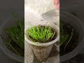 Growing Dragon Fruit from Seed - Time Lapse 29 Days #shorts