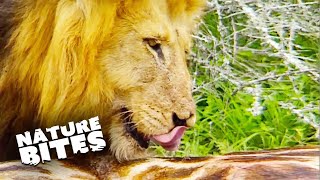 Exploring Lions' Habitat: Fascinating and Curious Moments  Caught In The Act | Nature Bites