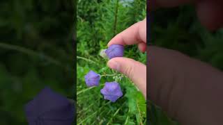 도라지꽃 터트리기 balloon flower