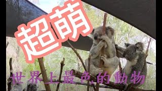 超萌無尾熊~「koala」~世界上最色的動物