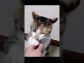 綿棒が好きすぎる猫　cats who like cotton swabs too much 324