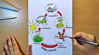 food chain drawing | food chain diagram drawing | how to draw food chain diagram