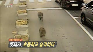 [생방송 오늘 아침] 멧돼지, 초등학교 습격하다, MBC 210503 방송