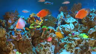 🐠 Coral Reef Fish Aquarium Screensaver With Music For Healing, Meditation, Yoga, Sleeping