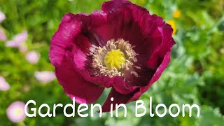 Garden in Bloom Tour! | Poppy, sugar pea, beans, bok choi