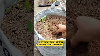 #farming #agriculture #food #natural #কৃষি #কৃষি_খামার #পেপে #garden