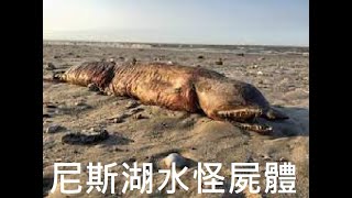 美國海灘現神祕生物屍體 外形似尼斯湖水怪