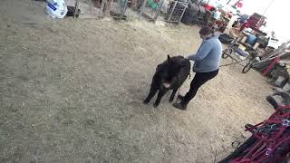 Bentley the mini mule - positive reinforcement driving training