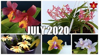 Orchids in Bloom - July 2020 | Voting is back, Care Tips remain! 😉