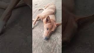 #dog #funnyanimals #shortvideo  உண்மை தானா சொல் நன்பா