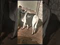 Lo Aagai Qurbani , Sultan Ateeq Rehman Heart Touching Kalam 2022 Bakra Eid Special Offical HD Video