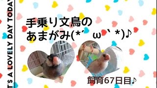 Java sparrow 飼育67日目 『幼鳥〜成鳥になるまで(•ө•)♡』文鳥が指を甘噛み??《ランドチャンネル》文鳥 桜文鳥　白文鳥　ヒナ　ペット