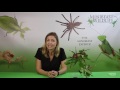 crowned stick insects