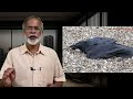 കാക്ക ബുദ്ധിയിൽ ആൾകുരങ്ങിനൊപ്പം. crow in intelligence alongside humans and apes crow birds