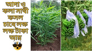 কলা বাগানে আদা চাষ - শত ভাগ সফলতা - Ginger harvesting in the banana garden