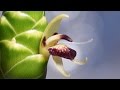 Blooming Ginger (Zingiber officinale)