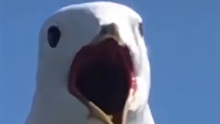 Seagull Moan