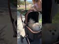 vevor pet stroller is easy to use and my dogs love it