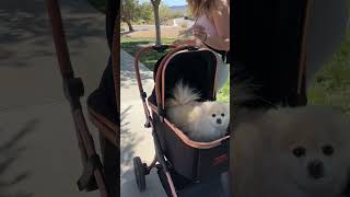 VEVOR Pet stroller is easy to use and my dogs love it