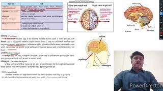 मानवी मेंदूची रचना व कार्य(Functional \u0026 structure of Human Brain)