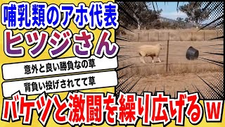 【2ch動物スレ】哺乳類のアホ代表「ヒツジ」とんでもない相手と激闘を繰り広げてしまう→ちゃんと善戦してて草wwwwww【なんj】