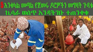 እንቁላል መጣል የጀመሩ ዶሮዎች መግዛት ትርፉ ኪሳራ ነው የዶሮ አፍ መቁረጥ? የዶሮ መኖ በቀን ስንት ጊዜ ይሰጣል ? ሙሉ መረጃ እነሆ