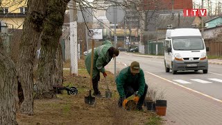 В Ірпені завершують осінній сезон озеленення міста