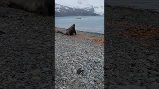 Being the Beachmaster Is Hard Work! Bull Southern Elephant Seal!