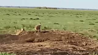 прикольные лисята  🦊 спасибо дяде Паше