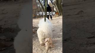 나뭇잎 청소부 만두🍂 #cute #강아지쇼츠 #강아지 #강아지산책 #강아지유튜브 #강아지일상 #강아지브이로그 #shorts #dogshorts