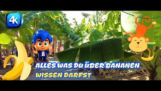 Alles Banane 🙃 Gran Canaria: Ein Besuch auf der Plantage 🍌🍌Alles was man über BANANEN wissen darf 😅