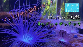 癒しのハナギンチャクを眺める／アトア［YouTube水族館］